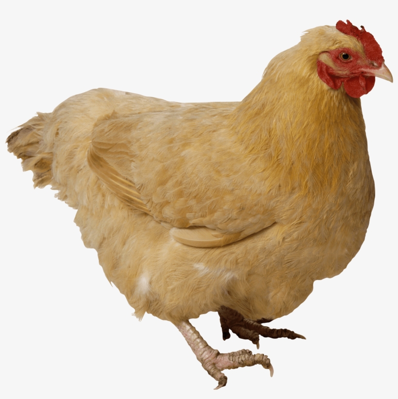 Chicken Brown - Chicken Transparent Png, transparent png #106163