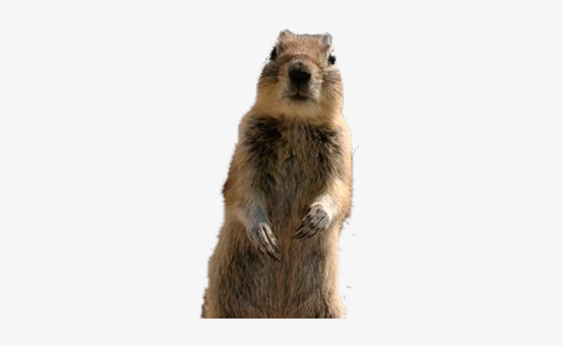 Squirrel-png - Crasher Squirrel, transparent png #106185