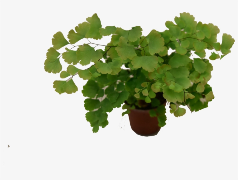 Mini Plant, transparent png #106356
