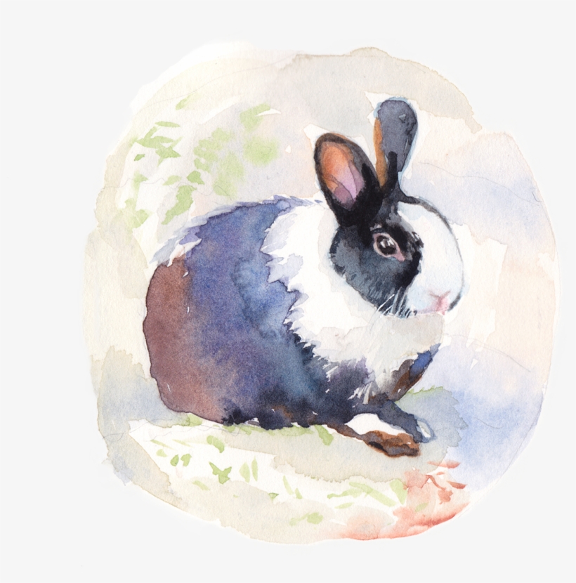 Thank You - Domestic Rabbit, transparent png #106782