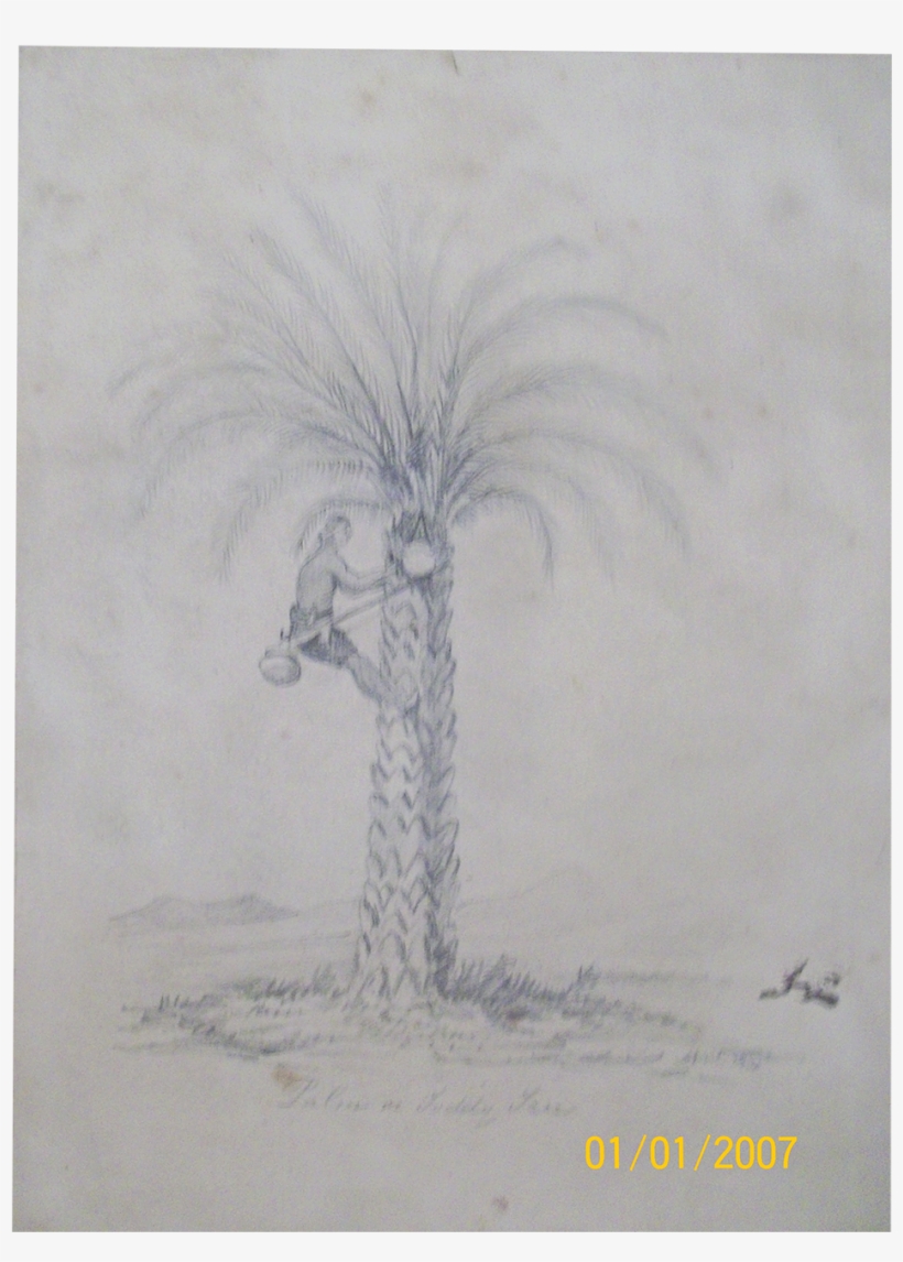 English School Drawing Of Palm Or Toddy Tree ,c - School, transparent png #107116