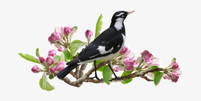 Transparent Flower And Trees, transparent png #107171