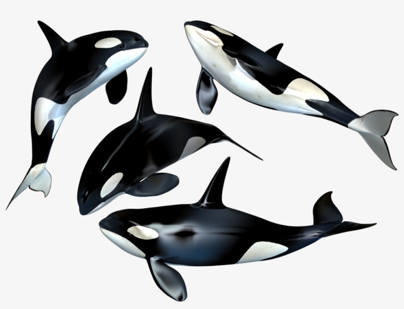 Killer Whale Png Stock By Roys-art - Whales Png, transparent png #107237