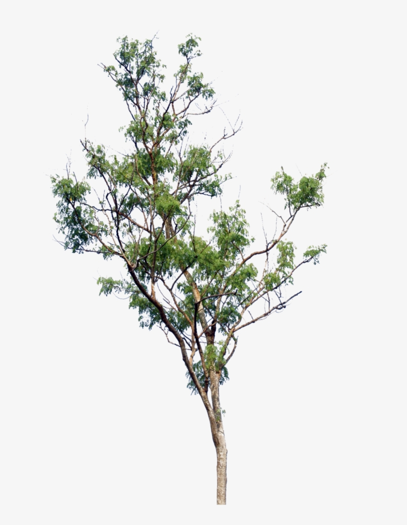 Tree Png By Blur-stock - Arboles Png Para Renders, transparent png #108034
