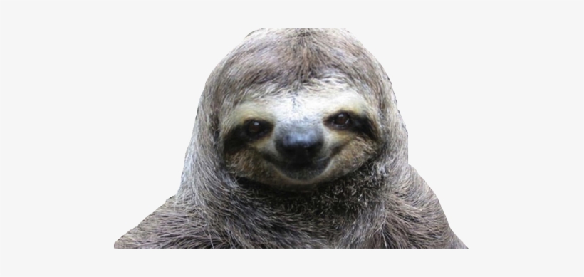 Vector Free Library Collection Of Free Download On - Sloth Transparent, transparent png #108217