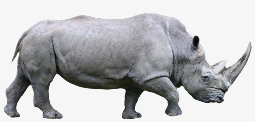 Rhino Png, transparent png #108264