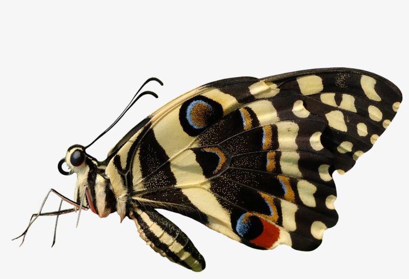 Butterfly Png, transparent png #108397