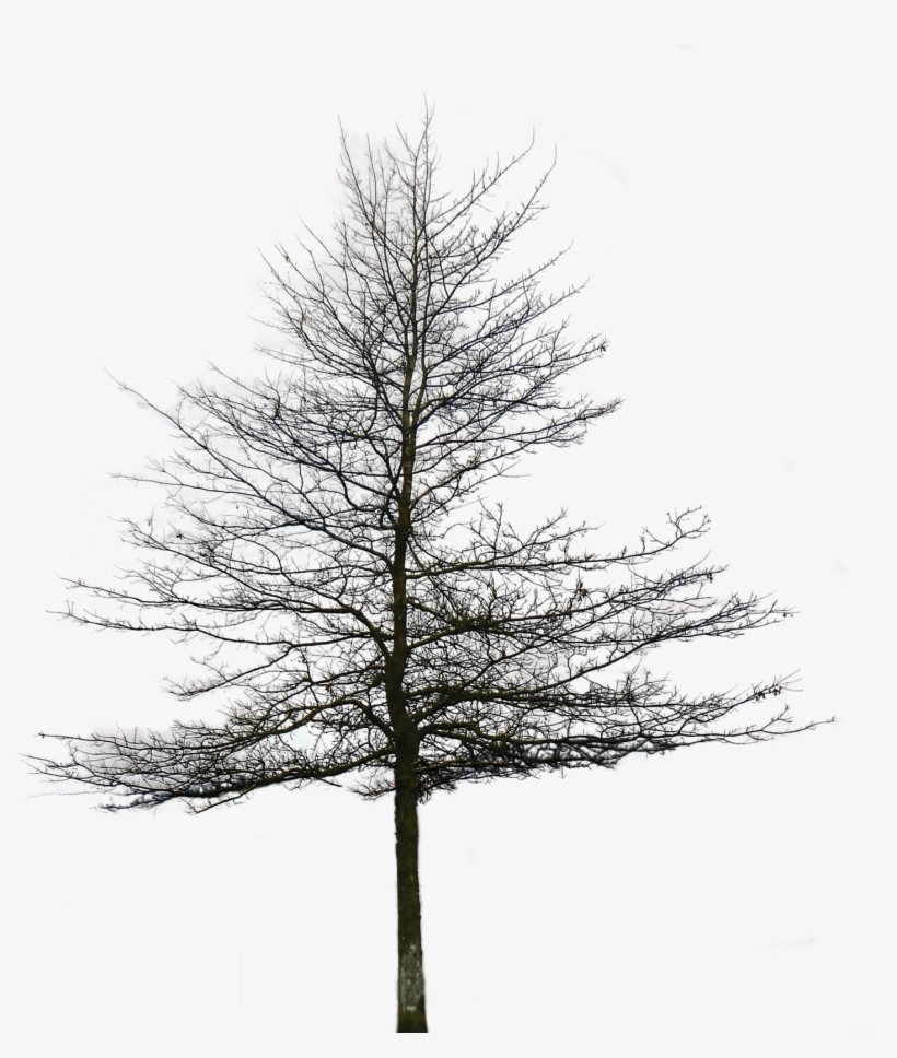 Oak Tree Png Image - Black And White Tree Archtechture Png, transparent png #108594