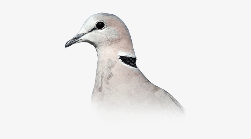 Ring-necked Dove - American Mourning Dove, transparent png #109744