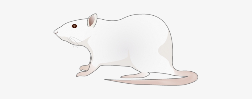 201109 Rat - Cartoon Rat Png, transparent png #109764