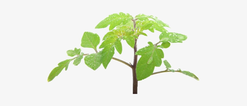 Tomato Leaf Png, transparent png #1000054
