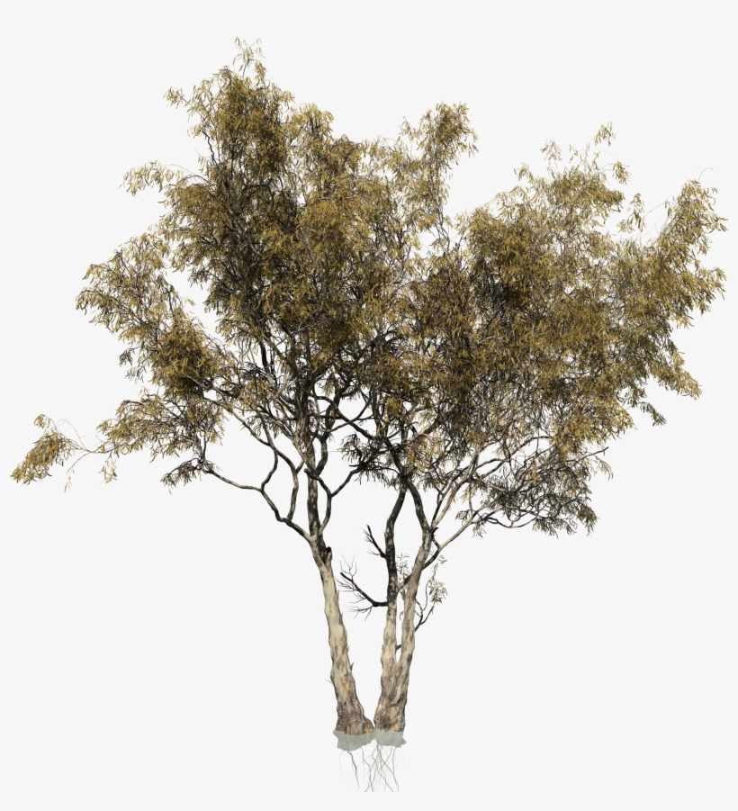 Red Gum Eucalyptus - Multi Trunk Tree Png, transparent png #1000241