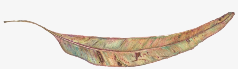 Gumleaf - Portable Network Graphics, transparent png #1000295