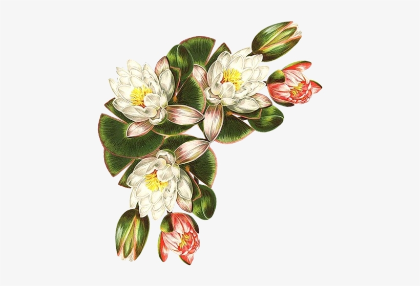 122 - Kiss Me In The Garden Shea Butter Balm (fragrant Flower, transparent png #1002010
