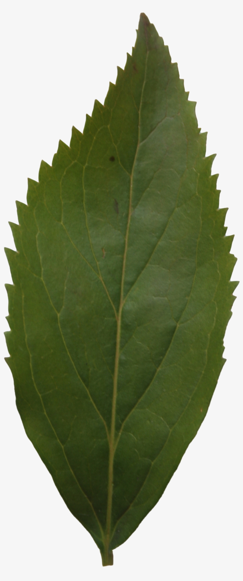 Ash Leaf Texture - Leaf, transparent png #1002128