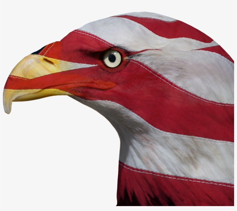 Usa, United States, Freedom, Bald Eagle, Patriotic - United States Of America, transparent png #1002153