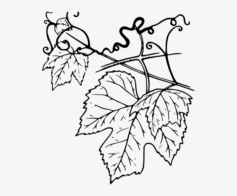 How To Set Use Plant Leaves Icon Png, transparent png #1002196