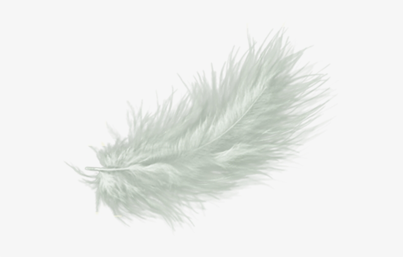 White Feather Drawing Clip Art - White Feather Png No Background, transparent png #1002275