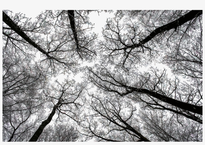 This Free Icons Png Design Of Trees Without Leaves, transparent png #1002296