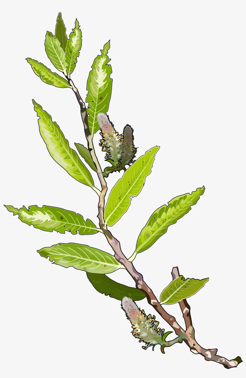 Archivo - Sauce - Algas Marinas En Png, transparent png #1002709