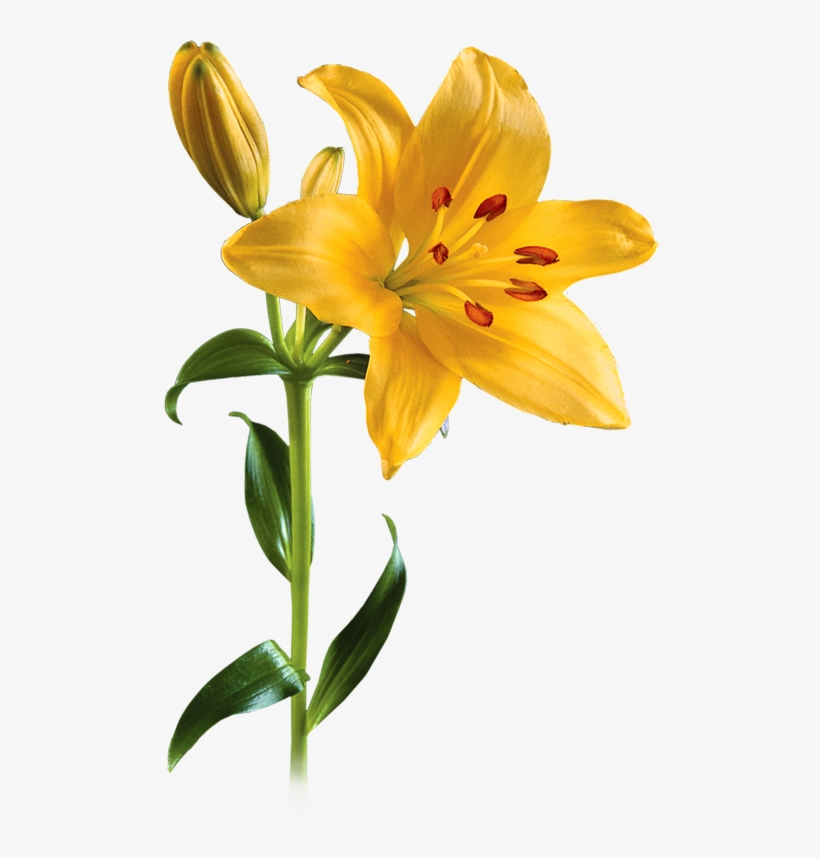 Lily Png Picture - Yellow Lily Png, transparent png #1003061