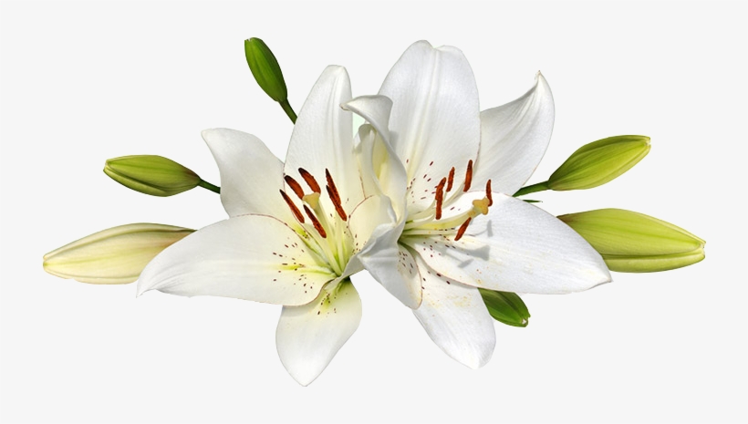 Easter Lily Png - Lily Png Transparent, transparent png #1003133