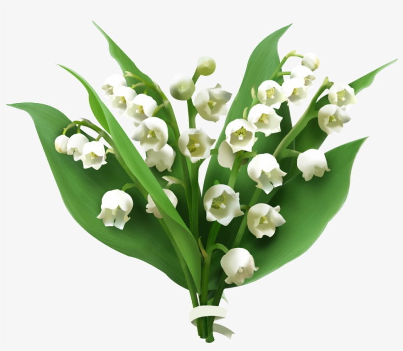 Lily Of The Valley Png Picture - Lily Of The Valley Png, transparent png #1003157