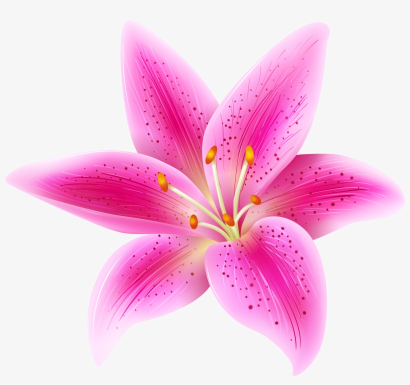Pink Lily High Quality Png - Lily Flower Clipart, transparent png #1003159