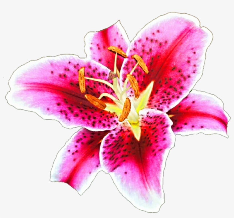Stargazer Lily Clipart, transparent png #1003164
