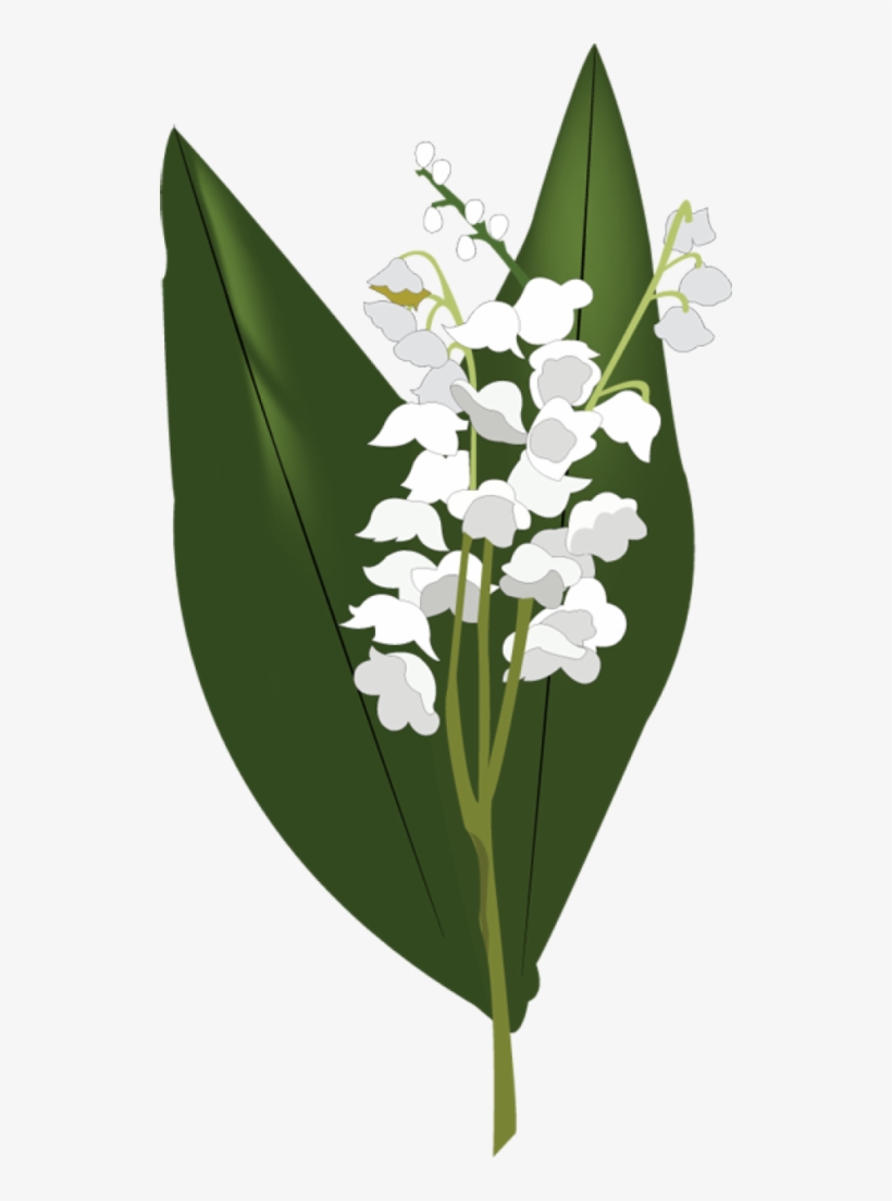 Lily Of The Valley Png Hd - Lily Of The Valley Png, transparent png #1003186