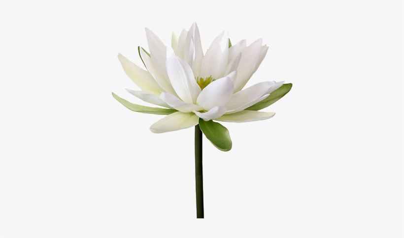 Water Lily Png Transparent Image - Water Lily Flower Png, transparent png #1003220