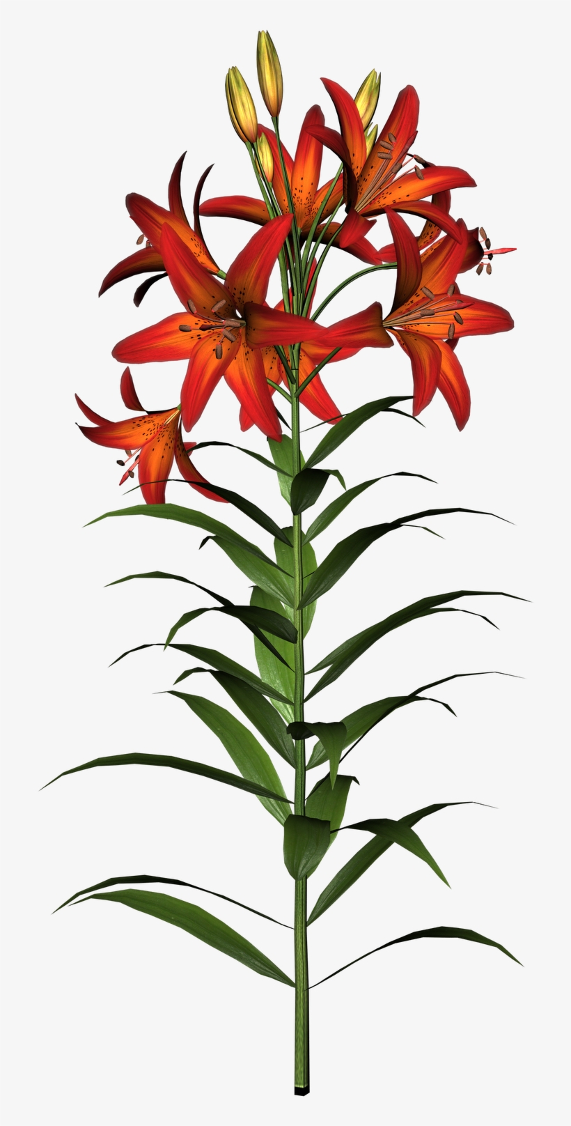 Easter Lily Clipart - Tiger Lily Flower And Stem, transparent png #1003222