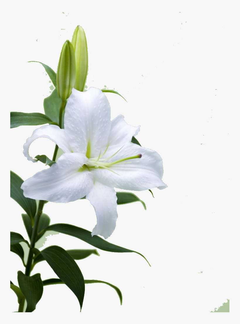 This Product Design Is Hd Lily Flower Free Illustration - Lily, transparent png #1003271