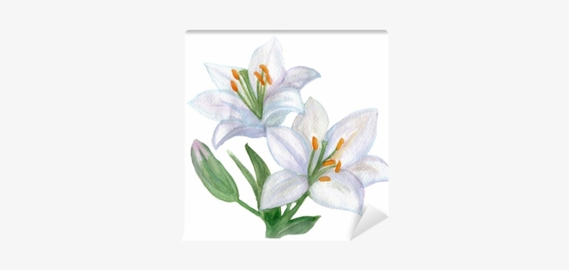 Beautiful White Lily - Lelie Getekend, transparent png #1003335
