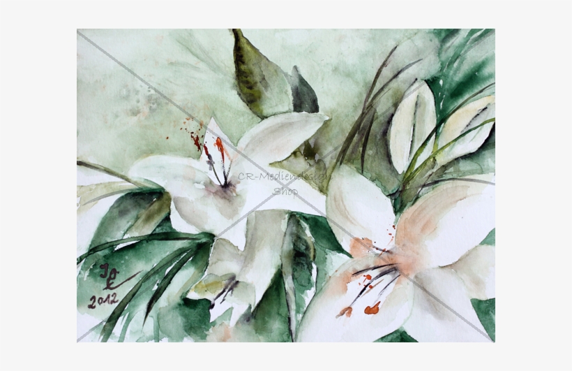 Postcard Ossenberg - Lily Family, transparent png #1003369