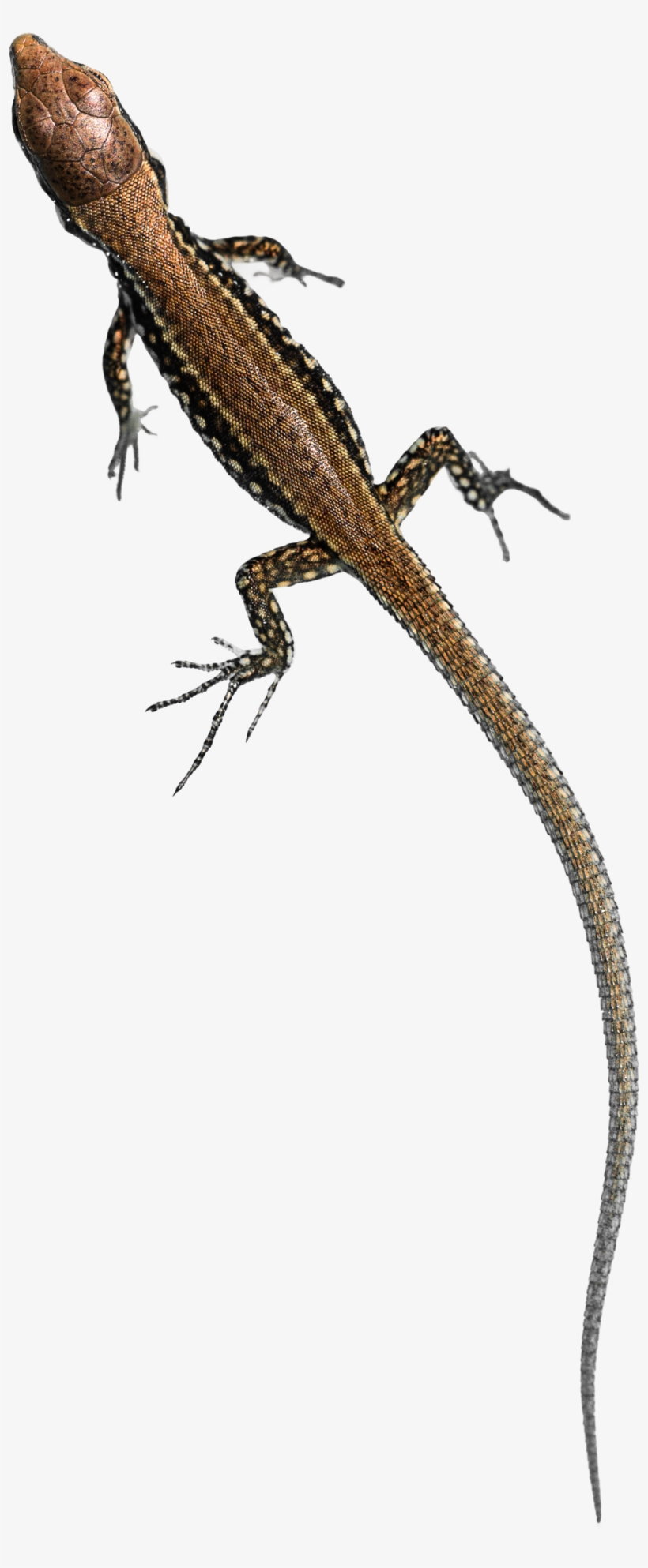 Free Png Lizard Free Png Png Images Transparent - Lizard Png, transparent png #1003466