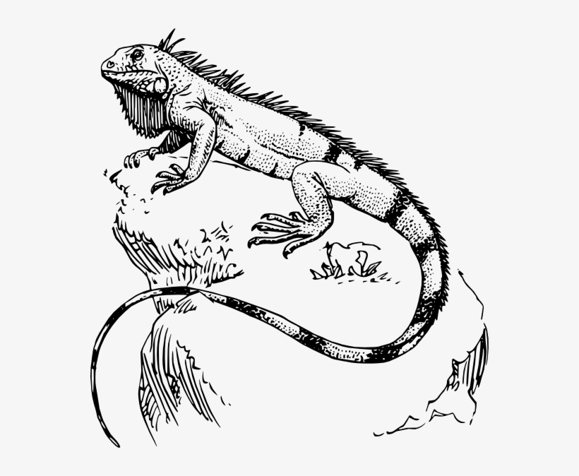 Lizard Line Drawing At Getdrawings - Iguana Drawing, transparent png #1003510