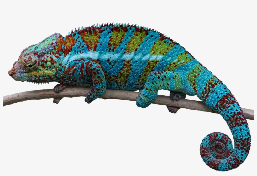 Chameleon Photo - Lizard Transparent Background, transparent png #1003550