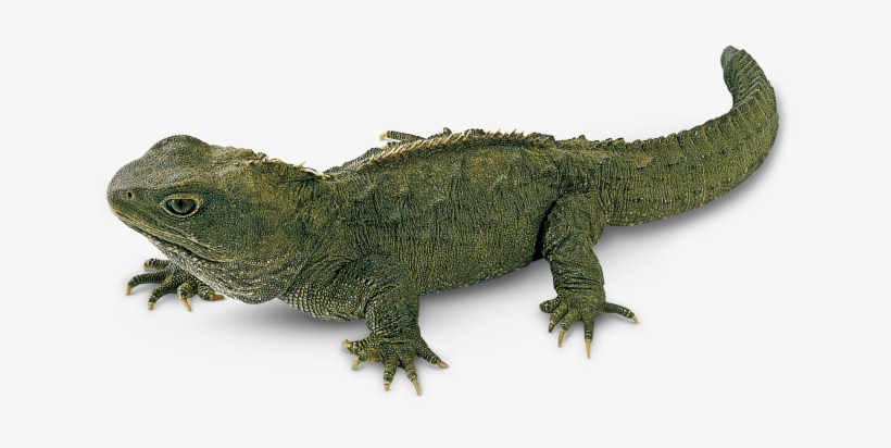 Facts About Lizards What - Tuatara Lizards, transparent png #1003566