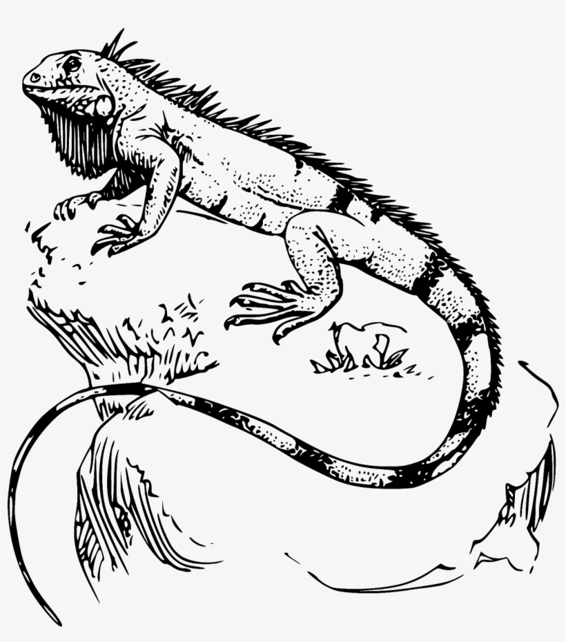 Green Iguana Reptile Transprent - Iguana Drawing, transparent png #1003567