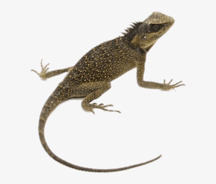 Animals - Mountain Horn Lizard, transparent png #1003568