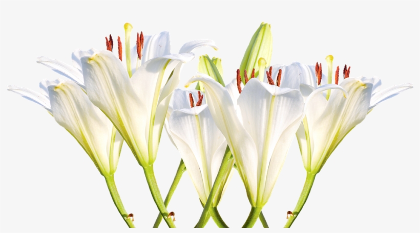 White Lily Png - Lirios Brancos Png, transparent png #1003570