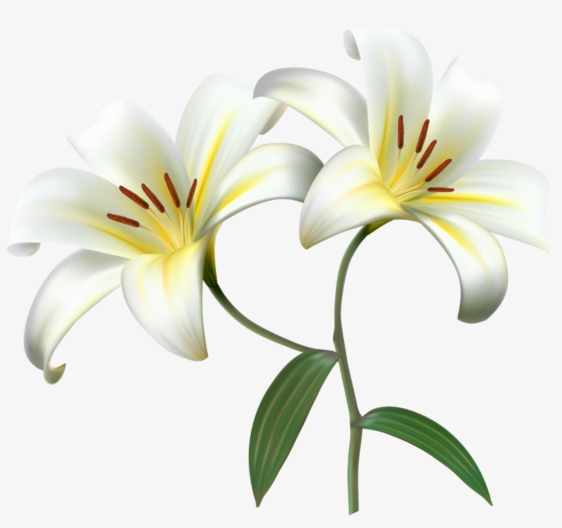 White Lilium Flower Decorative Transpa Image Gallery - Background White Lilies, transparent png #1003584