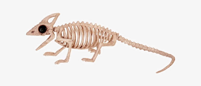 Skeleton Lizard - Skeleton Of A Lizard, transparent png #1003608