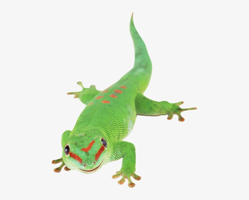 Free Png Green Lizard Png Png Images Transparent - Green Lizard Transparent Background, transparent png #1003650