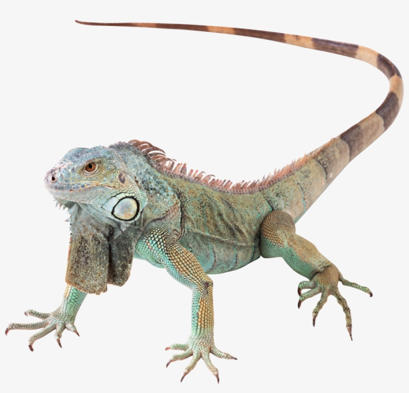 Iguana Image Silver Plated Adjustable Ring, transparent png #1003653