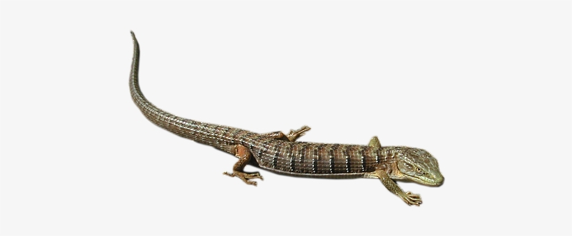 Lizard Png - Alligator Lizard Transparent Background, transparent png #1003672