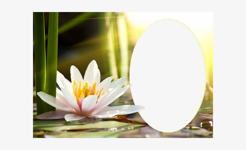 Transparent Water Lily Png Frame - Water Lily Frame, transparent png #1003737