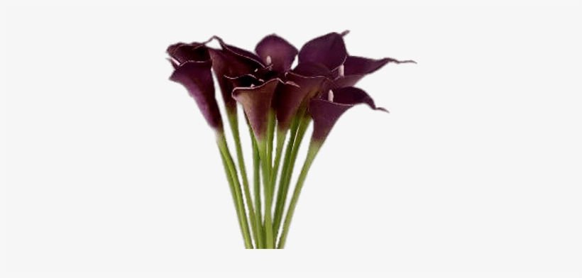 Purple Calla Lilies - Calla Lilies Purple, transparent png #1003784