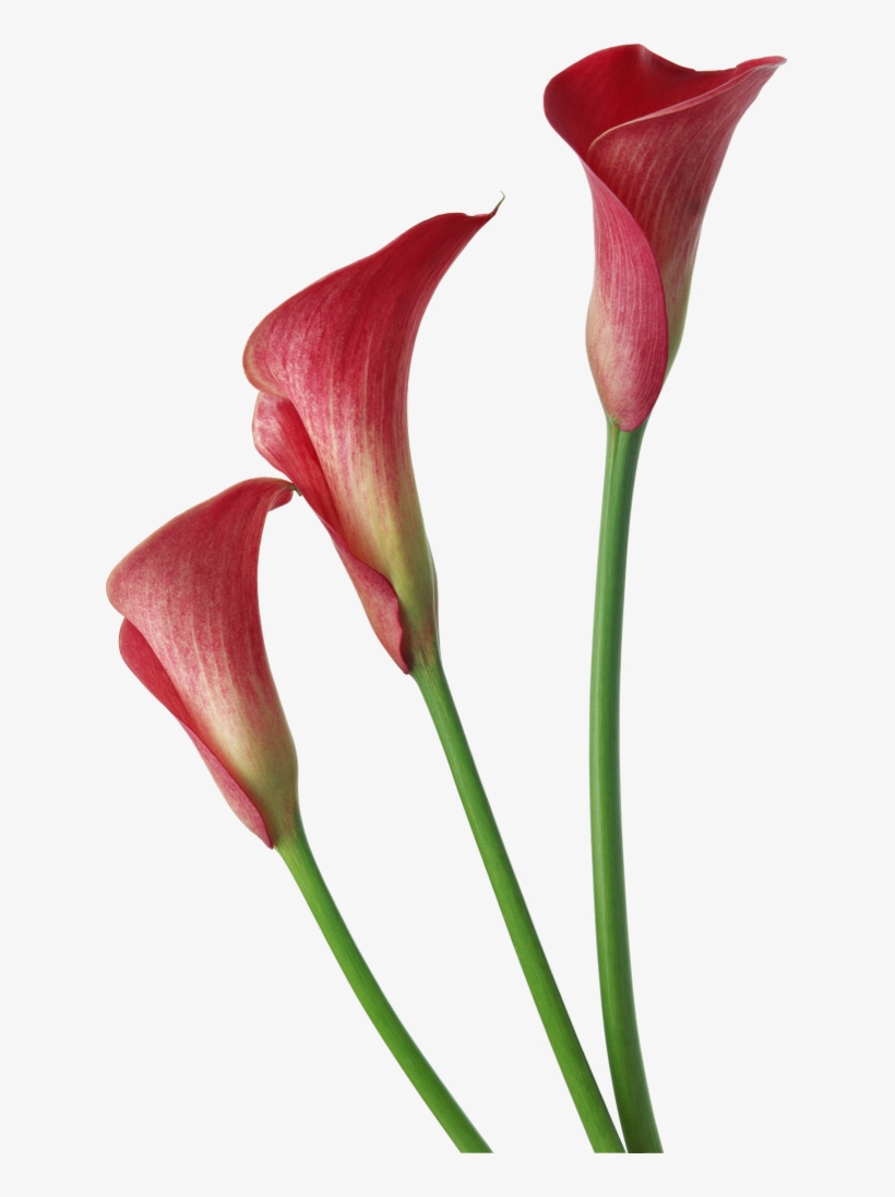 Red Transparent Calla Lilies Flowers Clipart - Red Calla Lily Flower, transparent png #1003878